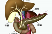 胆道・脾臓